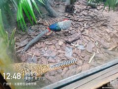 -广州长隆野生动物世界