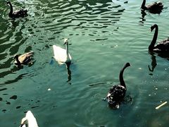 景点-长白岛森林公园