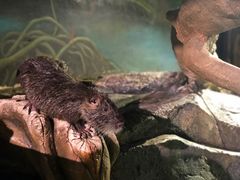 -正佳雨林生态植物园