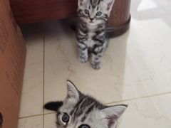 -佑安动物医院·全科·内窥镜中心(幸福巷店)