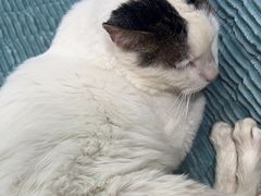 -佳雯宠物医院·皮肤科·内外科(春晓路分院)