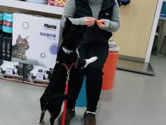 -凯瑞希宠物医院·狂犬免疫·微创·皮肤科