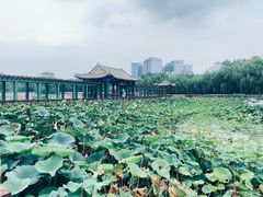 -莲花池公园