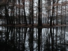 -上海共青森林公园