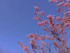 -上海辰山植物园