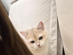 -青奢宠物·青奢猫舍