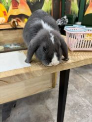 -神奇动物撸宠馆·羊驼·小浣熊·异宠(豫园店)