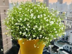 -双季花艺园艺市场(浦东店)