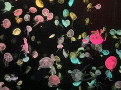 -珠海长隆海洋王国