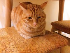 -滚猫咖啡·猫咖·猫友好撸猫(未来城店)