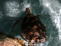 -芜湖新华联大白鲸海洋公园