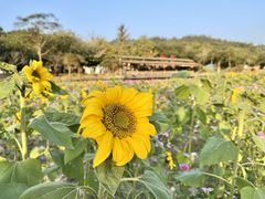 -红山村