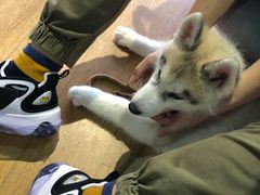 -Husky Go! 哈士奇体验馆·宠物咖啡厅狗咖