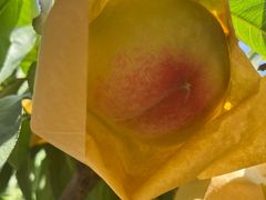 -老袁家蜜桃农场·阳山水蜜桃