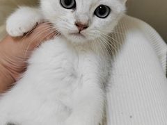 -瑞派名望24h动物医院异宠专科·猫专科·骨科·重症监护分院