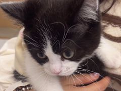 -瑞派康怡24h宠物医院·犬猫医疗中心·微创绝育(瑞景分院)