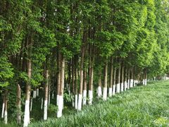 -桤木河湿地公园