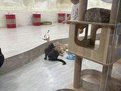 -上海大自然野生昆虫馆(东方明珠·爬宠昆虫探索中心)