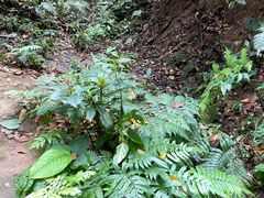 -西双版纳原始森林公园