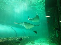 -悉尼海洋生物水族馆