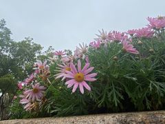 -厦门园林博览苑