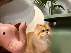 -青奢宠物·青奢猫舍