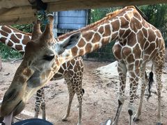 -清迈夜间动物园