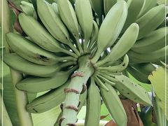 -云溪植物园