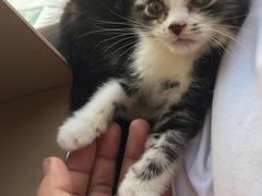 -康乐宝动物医院