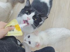 -李小姐の猫咖啡馆(五角场店)