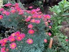 -循礼门鲜花花市(武汉循礼门店)