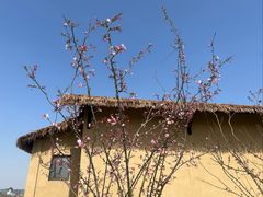 -杭州湾海上花田景区