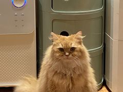 -MOCHA明星猫咖(田子坊店)