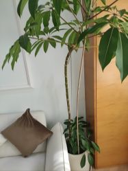-HEYAN荷妍专业脱毛连锁机构