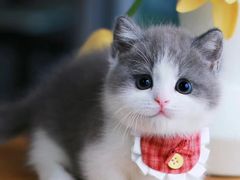 -欣宠猫屋·矮脚拿破仑·蓝金金渐层