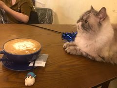 -猫色咖啡·猫咖