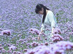 -大塘金香草谷