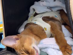 -纳吉亚猫专科动物诊疗中心(蒋宅口分院)