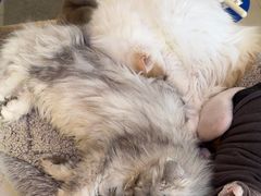 -平行世界·猫咖(首经贸店)