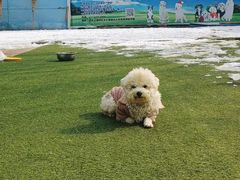 -宠物寄养训练学校