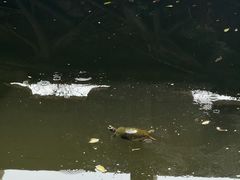 -墨池公园