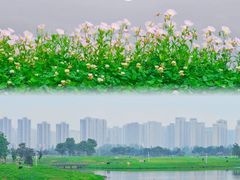 -洋湖国家湿地公园