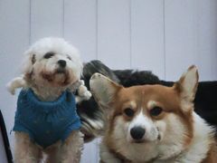 -汪说·狗咖·拼豆·宠物周边DIY(旺城大厦店)