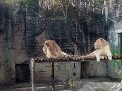 -成都动物园