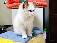 -momokira米努特·德文卷毛猫·棉花面纱犬