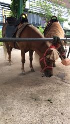 -萌宠亲子动物乐园(槐房万达店)