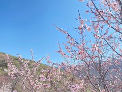 -中华福寿山