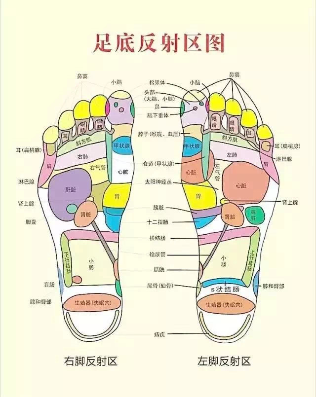 脚上卵巢反射区图片图片