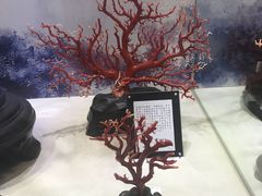 -绮丽珊瑚博物馆(台东店)