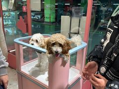 -FAELING PETS美天灵宠物(合生汇店)
